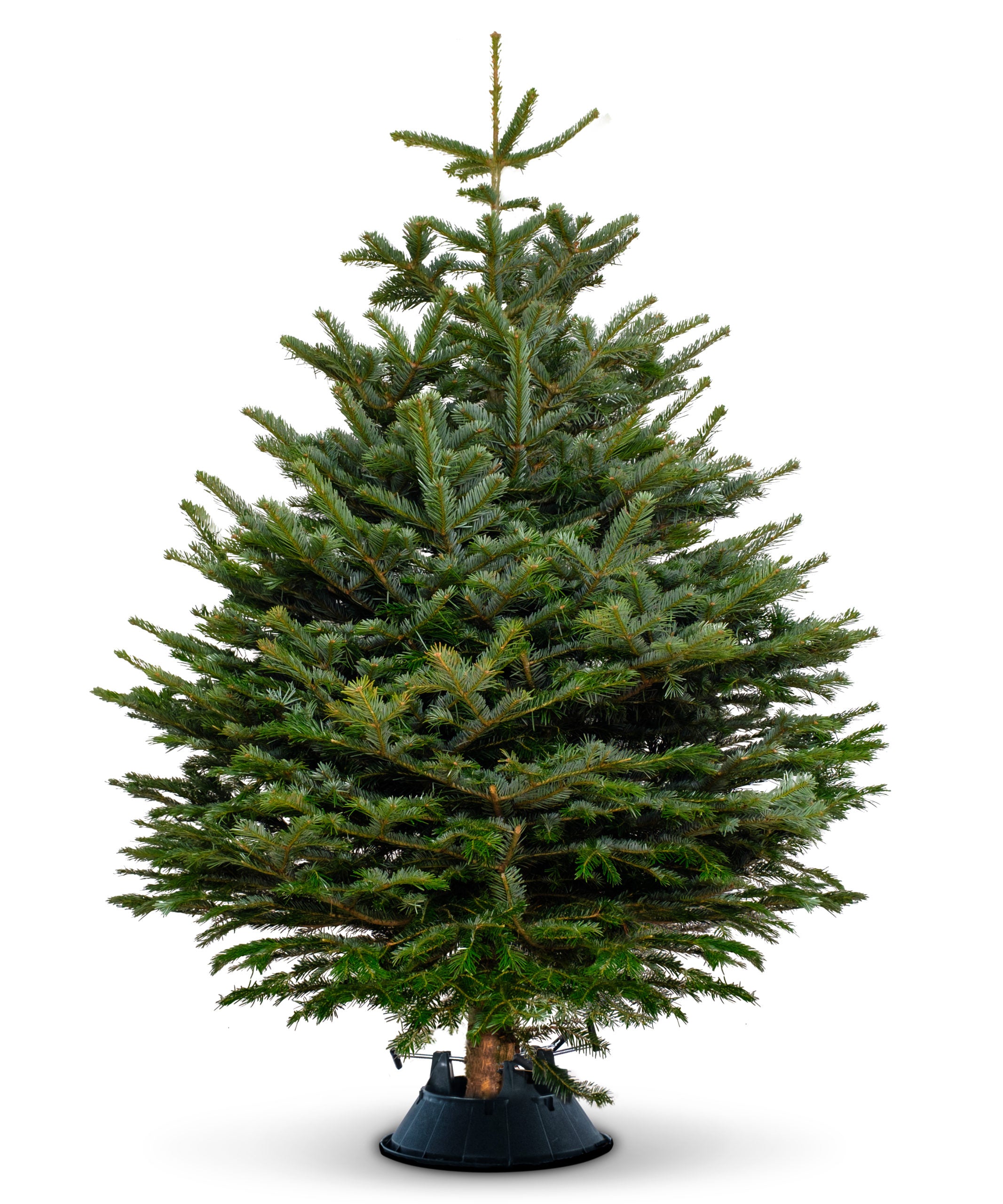 Nordmann Fir Christmas tree