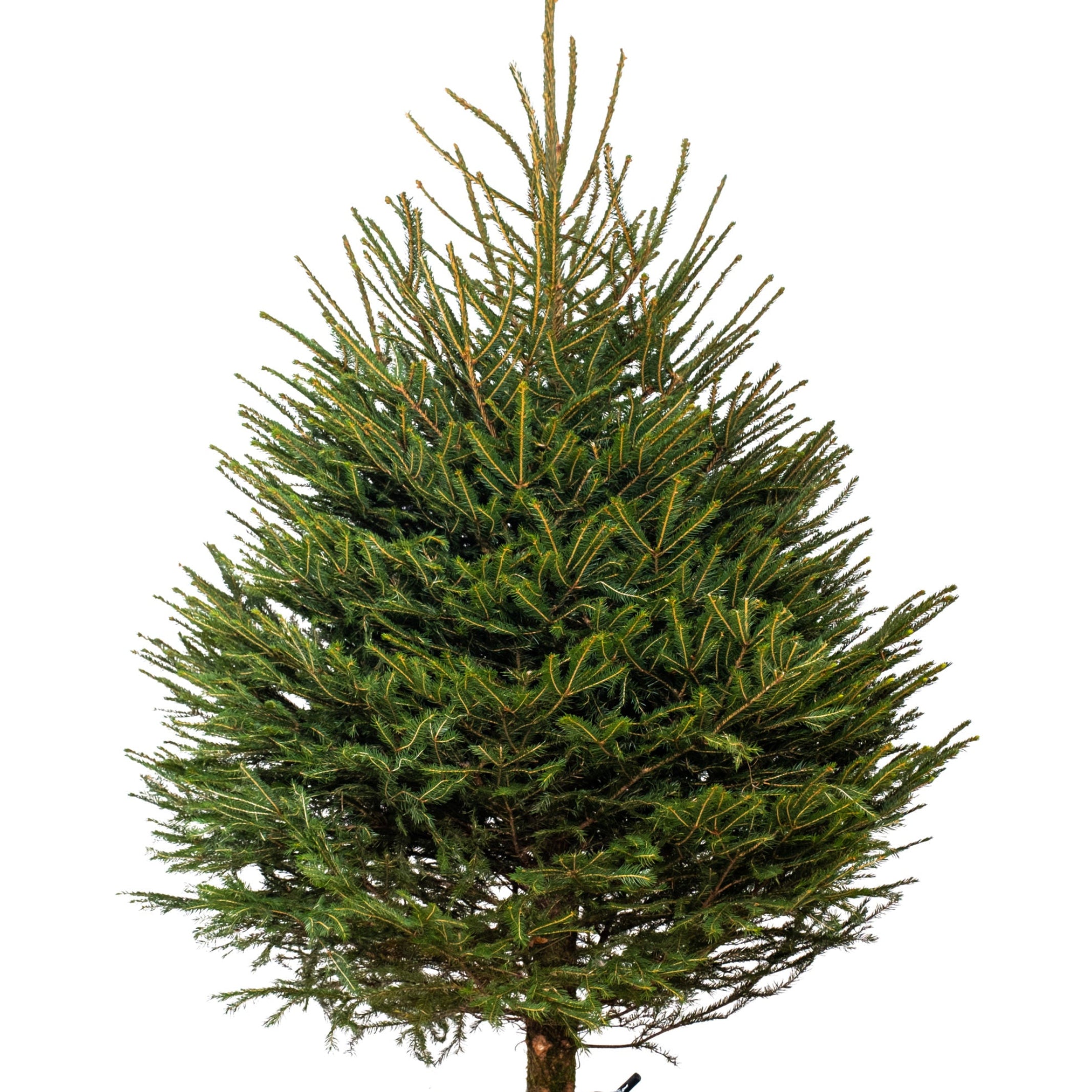 Norway Spruce Christmas tree
