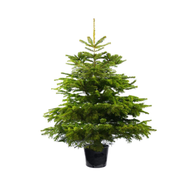 Potted Christmas tree