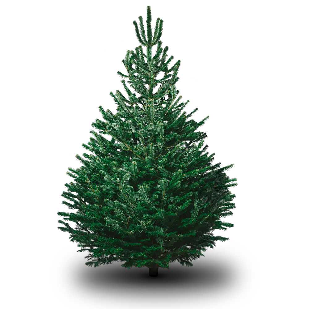 Why a Christmas tree at Christmas?