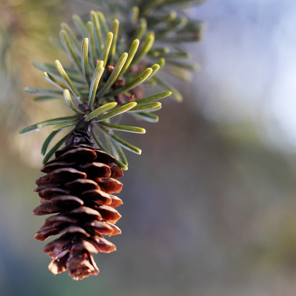 Real Christmas tree with a root ball