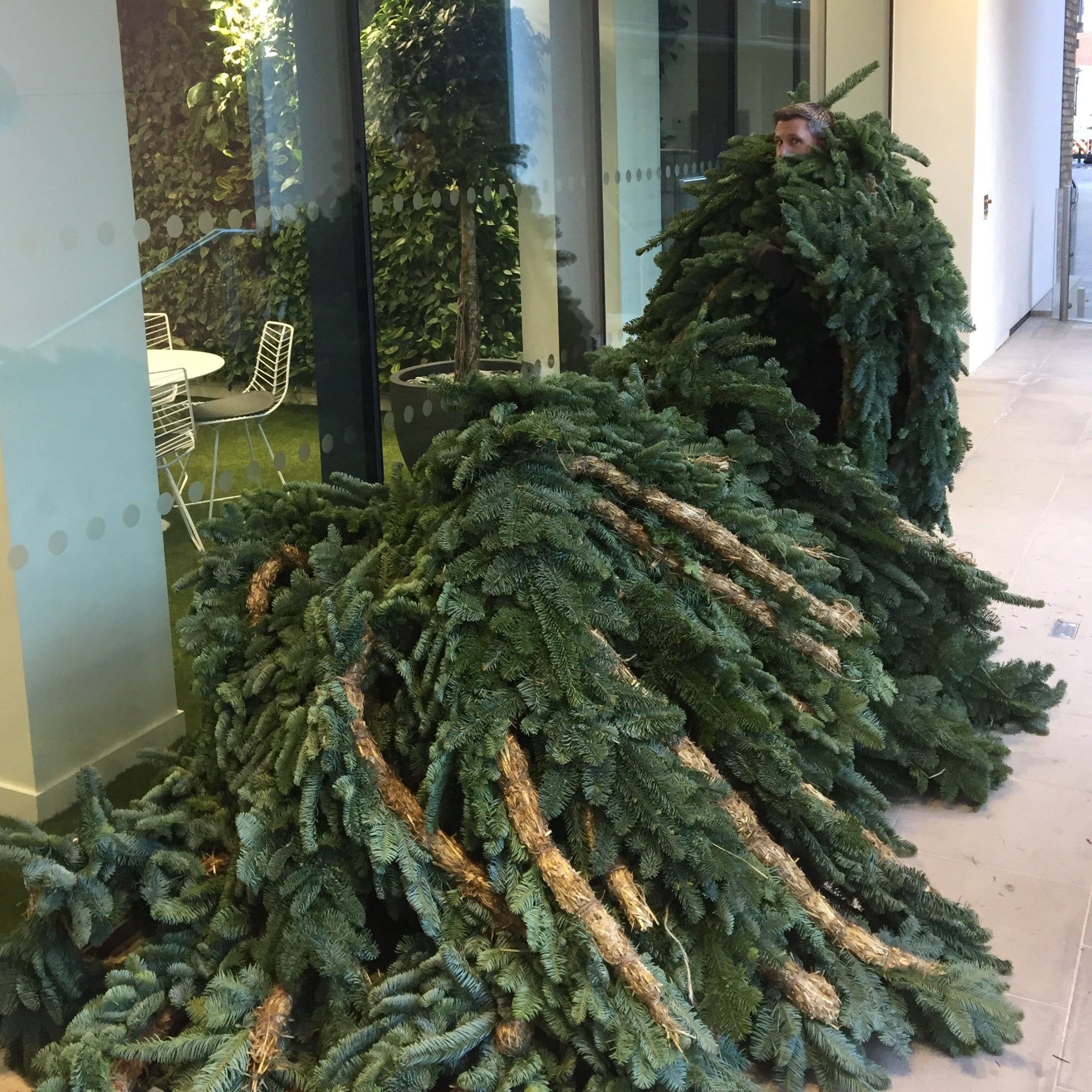 Sustainable Christmas tree farm