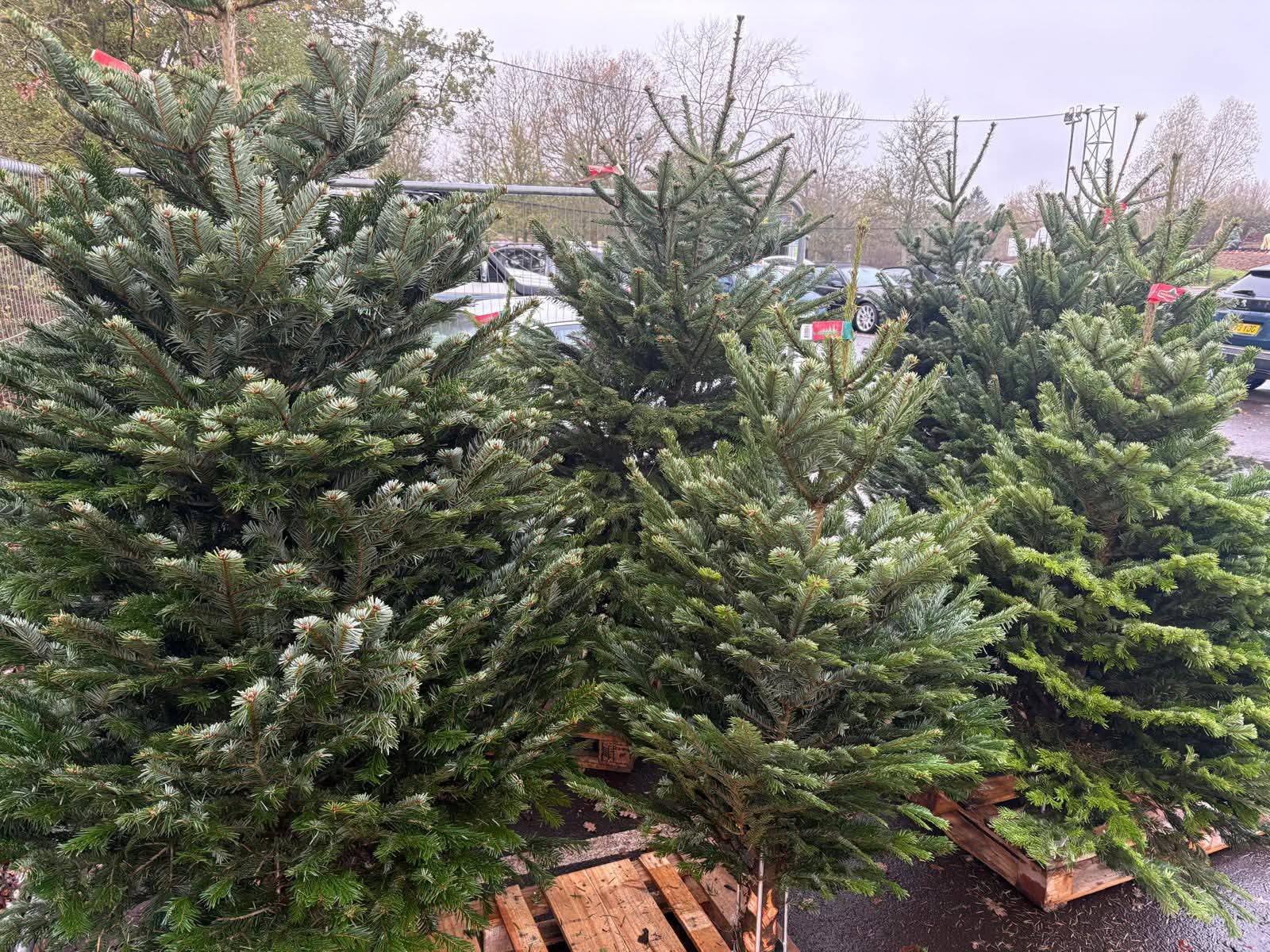 Good Elf wholesale Christmas tree supply