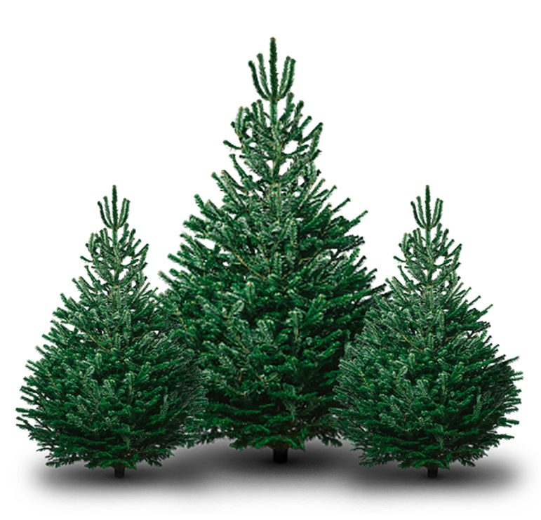 School Christmas tree fundraiser