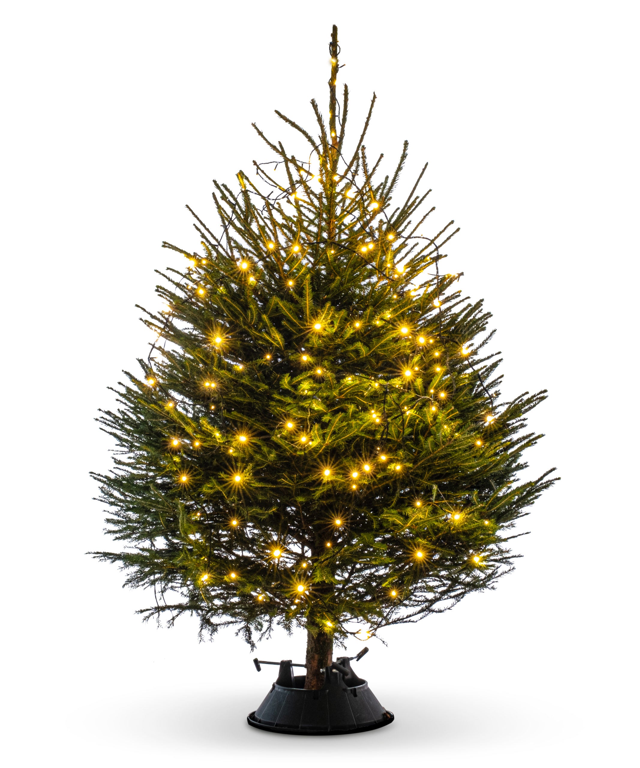 Traditional Christmas tree