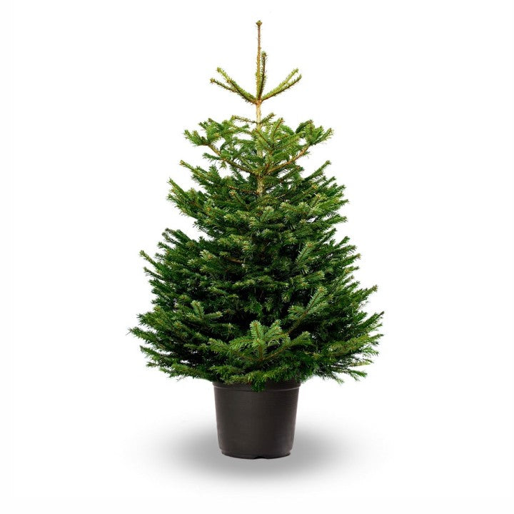 Potted Christmas tree