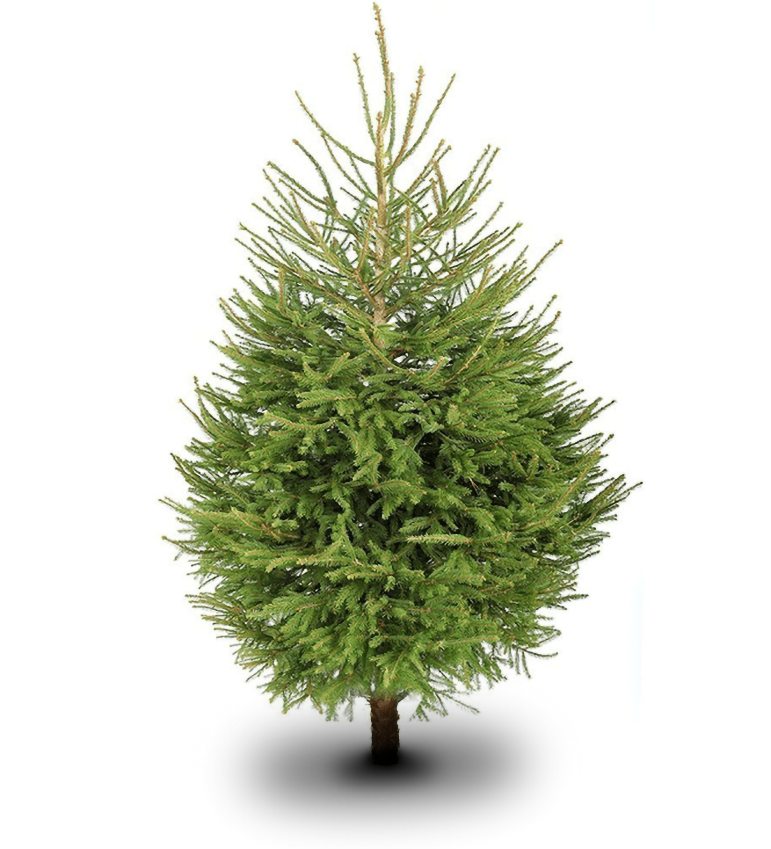 Traditional Christmas tree
