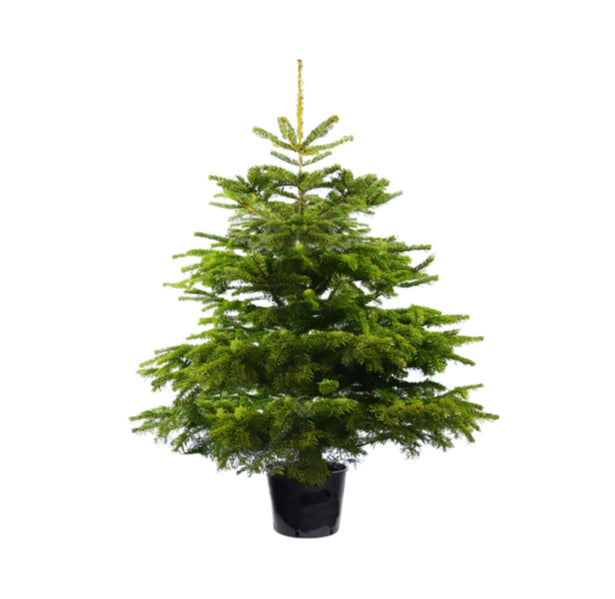 Live Christmas tree rental