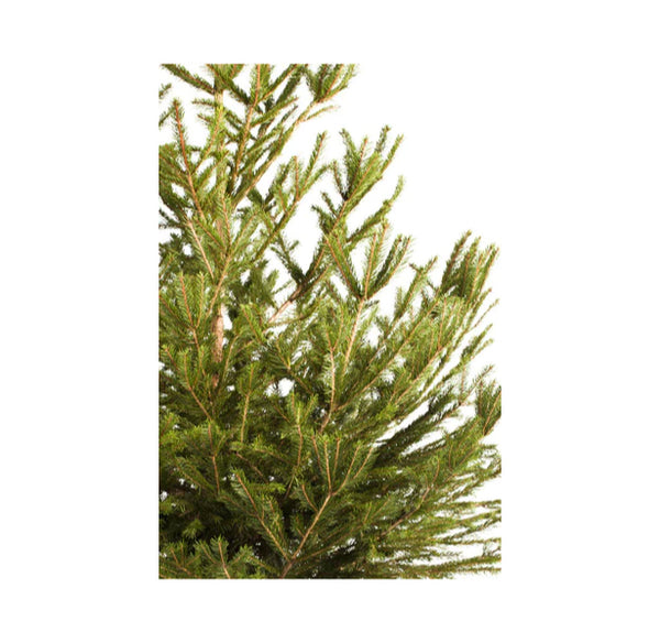 Traditional Christmas tree Good Elf